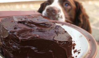 小狗吃巧克力会死吗